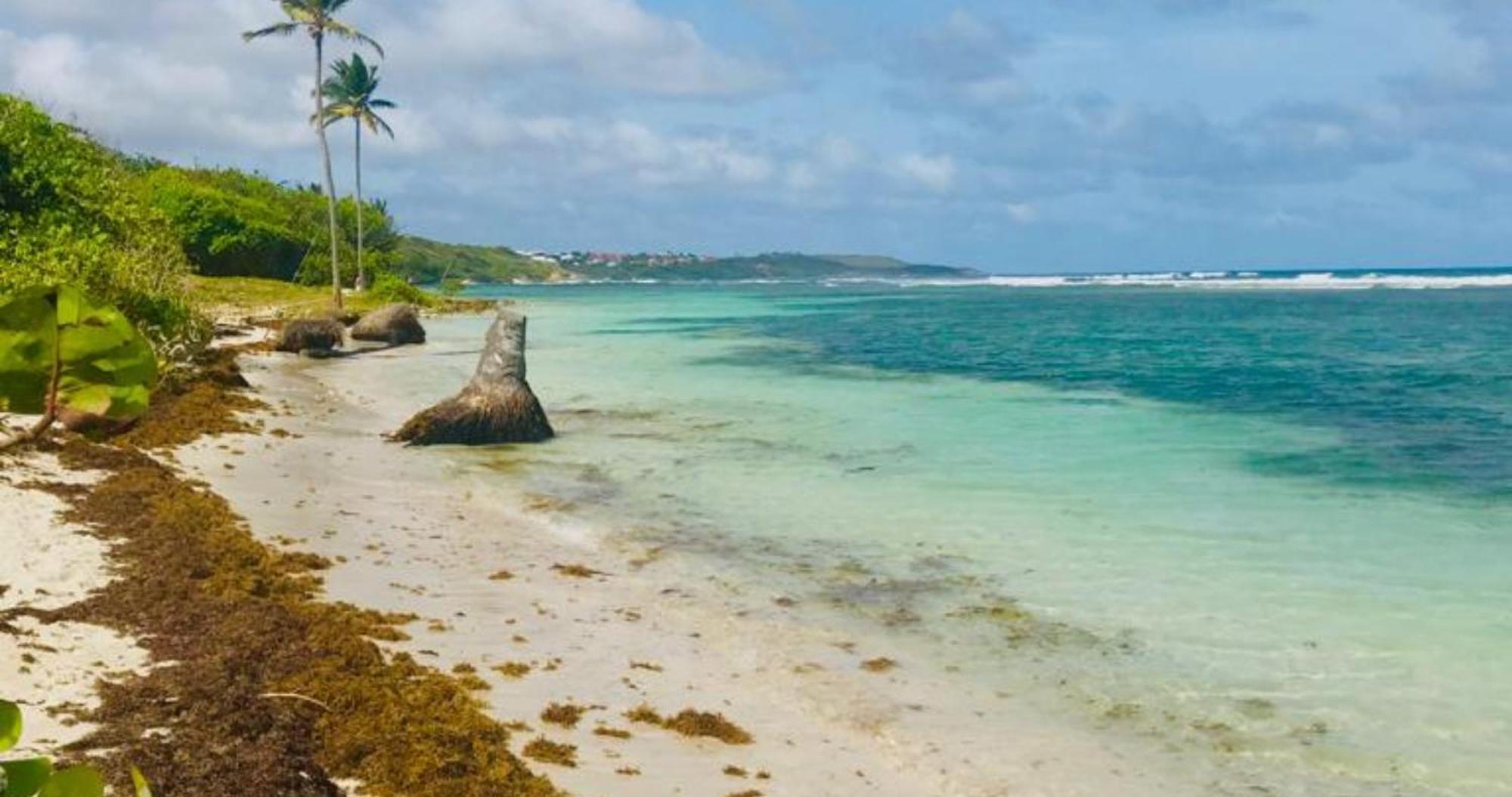 Magnifique Appartement Fleurs Caraibes - 6 Personnes En Residence Avec Piscine Privee - Sainte Anne Eksteriør billede